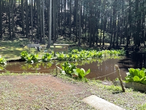 水芭蕉の池