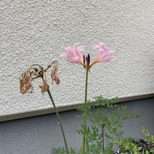 2本目のナツズイセン
