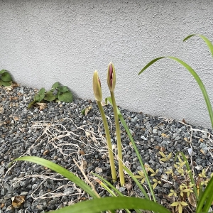 ナツズイセンの蕾