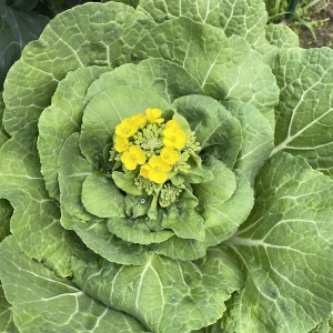 白菜の花