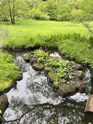 湿性花園